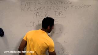 Fatty Acid Synthesis [upl. by Romano641]