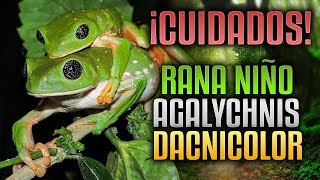 Cuidados e información  Agalychnis Dacnicolor  Ranas cara de Niño [upl. by Cristen]