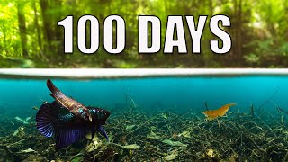 I Built a Swamp Forest Ecosystem 100 day evolution [upl. by Dann]