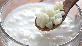 Como cultivar KEFIR DE LEITE [upl. by Yevoc]