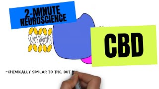 2Minute Neuroscience CBD [upl. by Hannavas]