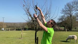 Tailler les arbres fruitiers conseils de base pour les débutants [upl. by Sheffie393]