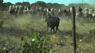 Toro de la Vega 2010 [upl. by Doner]