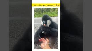 code word accepted sapdu sapdu 🤣 😂 funnyvideo animalsfunnyvideo animalmindvoice [upl. by Ayinat]