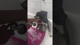 Bath day dogshorts petpantry husky labsky [upl. by Anihpesoj]