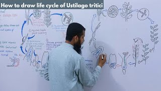 How to draw life cycle of Ustilago tritici  How to draw life cycle of loose Smut of wheat [upl. by Herc]