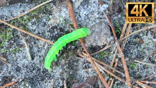 Little cute caterpillar crawling around the forest  Amazing Sounds with Peter Baeten [upl. by Yenruoc]