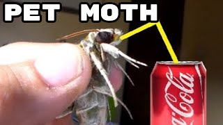 FEEDING Pet Moth What do moths eat Bart Coppens tutorial [upl. by Marleah]