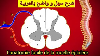 Lanatomie facile de la moelle epiniere درس تشريح النخاع أو الحبل الشوكي [upl. by Horne28]