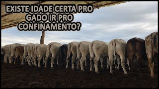 COM QUAL IDADE POSSO COLOCAR O GADO NO CONFINAMENTO gadodecorte engorda confinamento [upl. by Orrin]