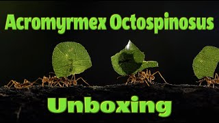 UNBOXING LEAF CUTTER ANTS FROM MANTISNI  Acromyrmex Octospinosus [upl. by Atinele]