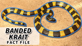 Banded Krait facts the BLACK AND YELLOW Krait 🐍  Animal Fact Files [upl. by Yelnek]