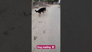 Dog mating 🐶German shepherd dog with female street dog street viral shorts [upl. by Hymie]