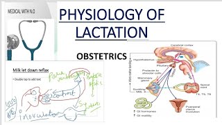 physiology of lactation lactation obstetrics obg medical with NO [upl. by Masera]