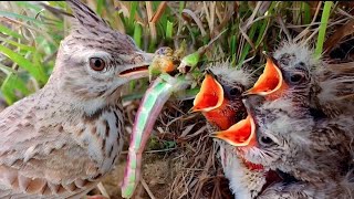 Beautiful head peak lark feeding largest caterpillar to its youngs BirdPlusAnimals [upl. by Hi803]