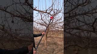 Chainsaw cutting the tree 🌴🌴🌴🌴🌴🌴chainsaws hardwaretools viralvideo foryou [upl. by Hsital]