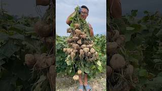 Very happy life and harvesting jicama from farmers farming harvesting enjoy [upl. by Neelrak]