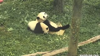 Bao Li and Bao Bao Flasfback 6112022 [upl. by Ttennaj18]