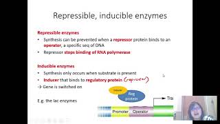 Chap 16 Part 4 Gene Control amp the lac operon  Cambridge ALevel 9700 Biology [upl. by Ernesta]