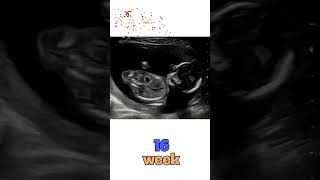 Your Baby’s Movements At 16 WEEKS of Pregnancy [upl. by Sonitnatsok]