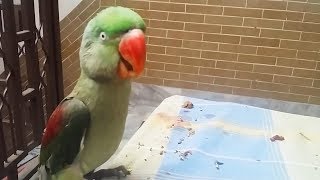 Talking and Singing Parrots 🐦Adorable Bird Talking Funny Pets [upl. by Laoj700]