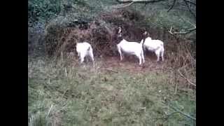 CABRAS BOER EN EL MONTE EUSKAL HERRIA [upl. by Ottinger]