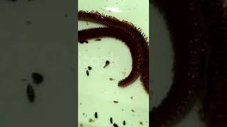 Nereis  Aquatic worm of Phylum Annelida Dioecious [upl. by Gebhardt504]