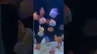 Discus Tower Tank  Discus Fish  Amazing Discus Fish at Blessings Aquarium  Discus Fish for Sale [upl. by Iew]