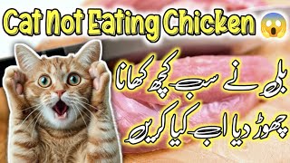 Why is My Kitten Not Eating Chicken  What to do When My Cat is Not Eating Anything  in hindiurdu [upl. by Teerprug323]