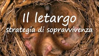 Il letargo una strategia di sopravvivenza [upl. by Gothurd]