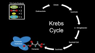 The Importance of Fumarate Hydratase in Cellular Metabolism [upl. by Kinelski337]