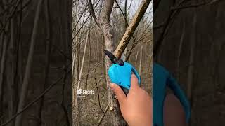 New power tool to prune trees faster 👍 [upl. by Ycaj]