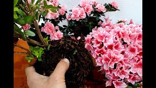 How to Grow and Replant Azalea Plants [upl. by Anadal]