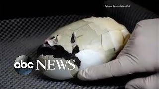 Woman Saves Baby Bird Egg Using Masking Tape [upl. by Georgi257]