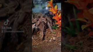 Anja the Lasiodora Parahybana 🩷 inverts invertebrates pets tarantulafeeding tarantula nature [upl. by Ellertnom]