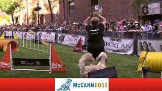 Dog Agility In Toronto At Woofstock 13 With The McCann Dog Stars [upl. by Dion438]