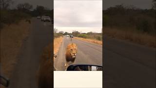 Big lion vs Human in wildlife Africa  savannah wildlife lion animals shorts [upl. by Helprin]