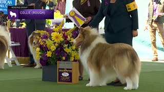 Collies Rough  Breed Judging 2023 [upl. by Einatirb]