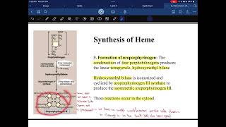 Synthesis of heme [upl. by Damita461]