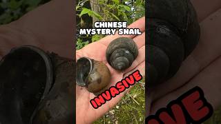 Chinese Mystery Snails Invasive shorts [upl. by Jillane]