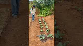 小苏打的妙用 农用小苏打，瓜果蔬菜用一用小苏打在农业上的作用蔬菜种植种植小技巧在家种菜 [upl. by Ybocaj]