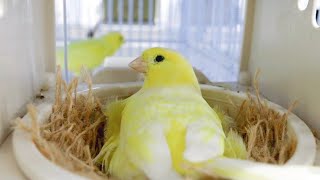 How I breed canaries  mistakes that can destroy your CANARY BREEDING SEASON [upl. by Mirisola]