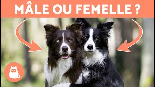 Différences entre BORDER COLLIE mâle et femelle 🐕🐾 Lequel choisir [upl. by Aan]