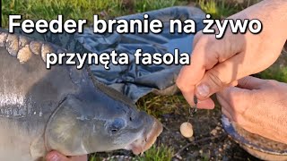 Feeder przynęta fasola 5 branie na żywo fishing carpfishing [upl. by Fasa466]