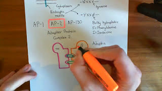 Adaptor Proteins Part 1 [upl. by Jordan]