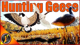 Goose Hunt with the 16 GA 10 GA and 22 Virant [upl. by Naashar]