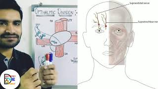 TRIGEMINAL NERVE OPTHALMIC DIVISION  PART 2  FRONTAL NERVE [upl. by Dawkins]