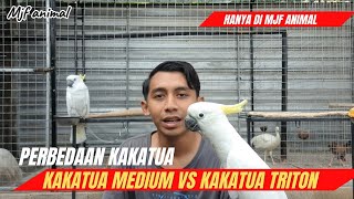 PERBEDAAN KAKATUA MEDIUM VS TRITON‼️ GUDANGNYA KAKATUA BERSERTIFIKAT [upl. by Chelton471]