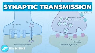 Synapses Transmission Electrical amp Chemical  Neurology [upl. by Gathers]