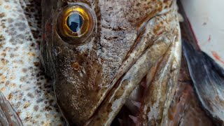 Lingcod Fishing In Neah Bay Looking For Giant Sea Dragons [upl. by Saticilef]